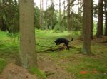 20090719, Här finner Rufus apporten efter en stunds letande. Den låg väl gömd emellan trädrötter och stubbar.