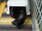Både Piff och Puff fullkomligt älskar att ligga i kattburen.