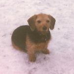 Lola, mina föräldrars hund. 1975-1987 en liten blandras mellan tax och beagle